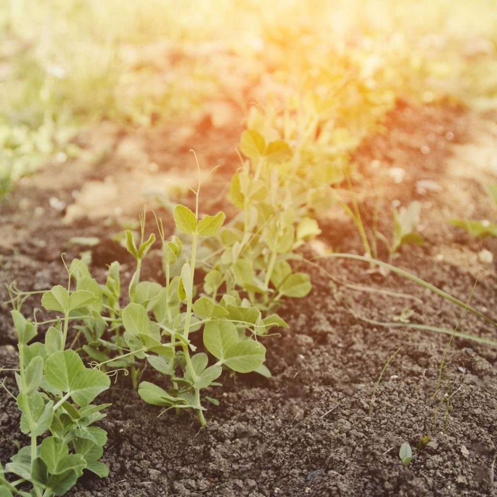 agricoltura pranica terreno